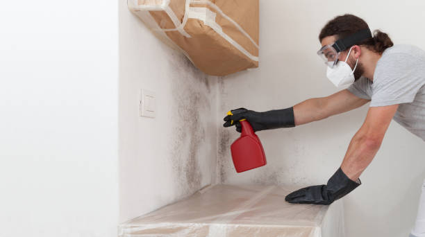 Basement Mold Remediation treatment on basement walls in Olney