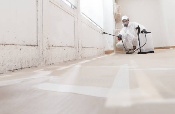 Black mold remediation team in Olney